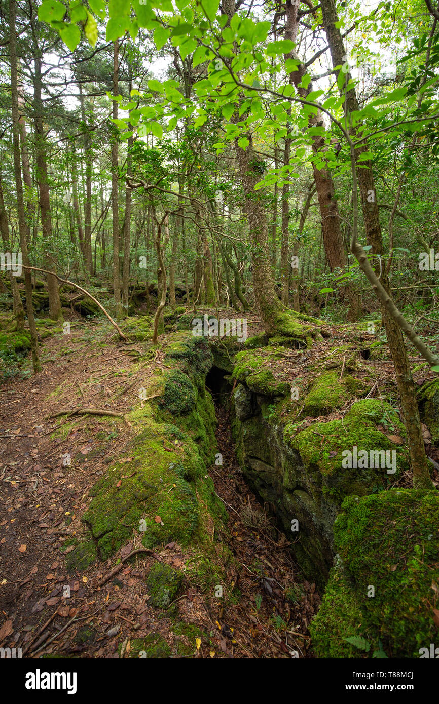 jukai is the sea of tree in japan Stock Photo Alamy