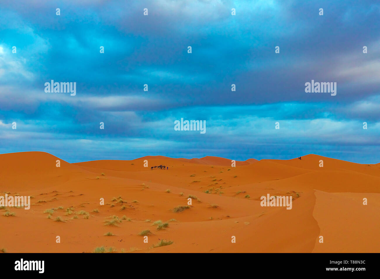 Beautiful sand dunes in the Sahara desert. Morocco Stock Photo - Alamy