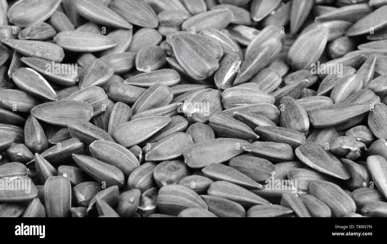many of sunflower seeds Stock Photo Alamy