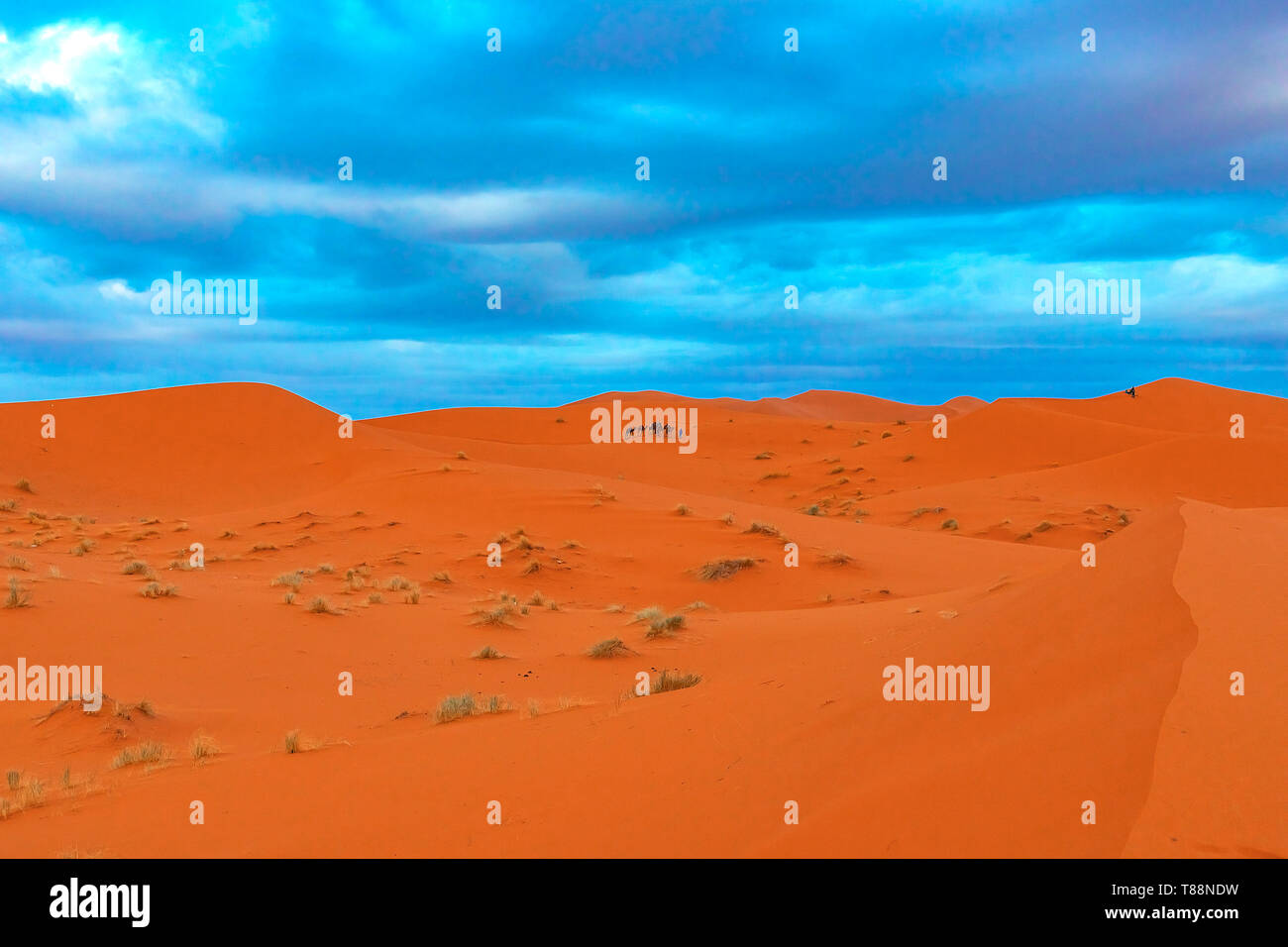 Beautiful sand dunes in the Sahara desert. Morocco Stock Photo - Alamy