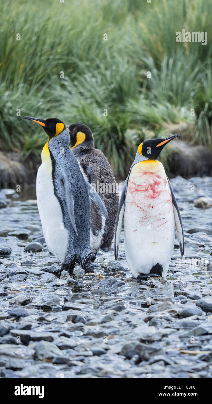 King Penguin with Chest Injuries Stock Photo