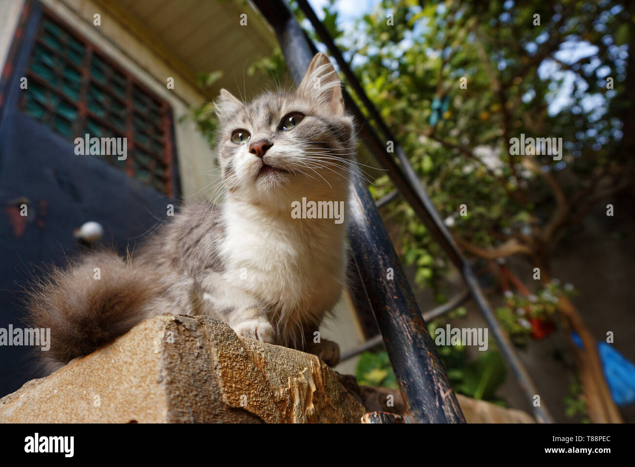 Ambitious cat looking for the future Stock Photo