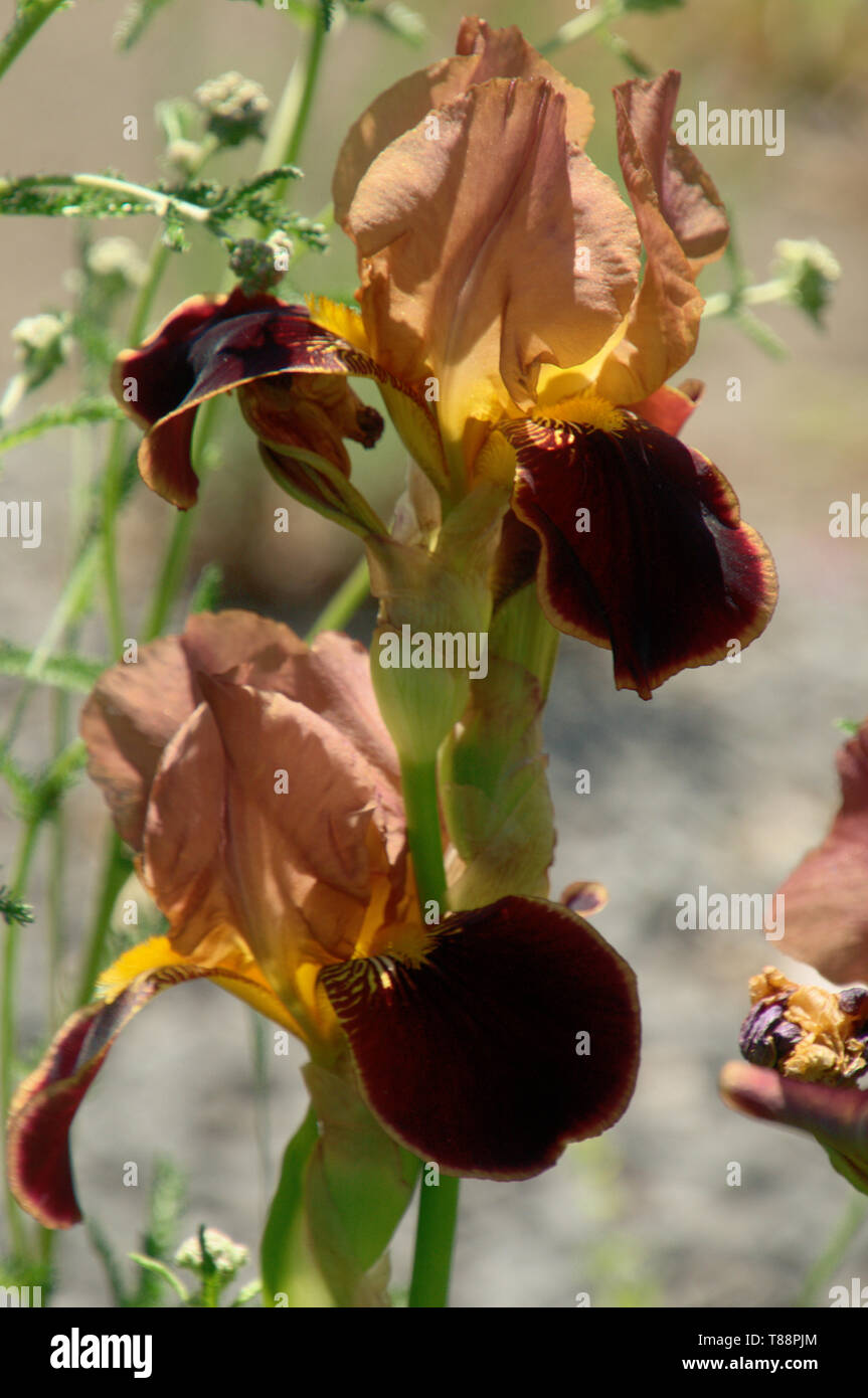 Bearded Iris "Butterscotch Wine" in Überlingen town gardens Stock Photo