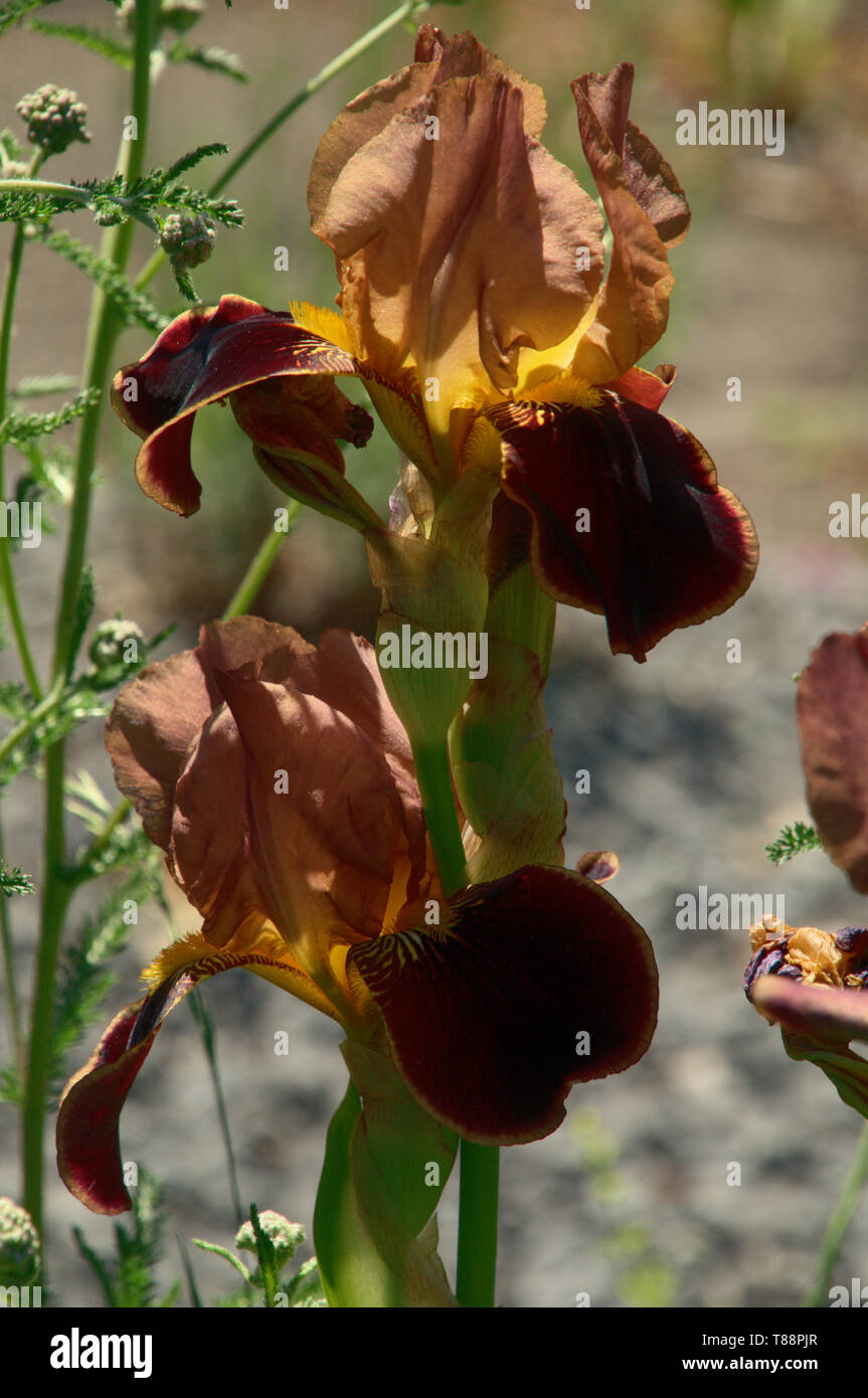 Bearded Iris "Butterscotch Wine" in Überlingen town gardens Stock Photo