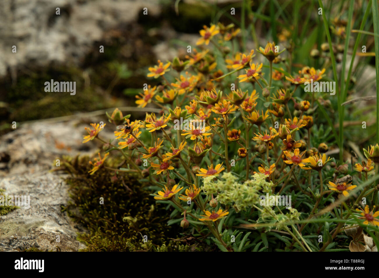 Senecio abrotanifolius; alpine groundsel on the Hoher Kasten Stock Photo