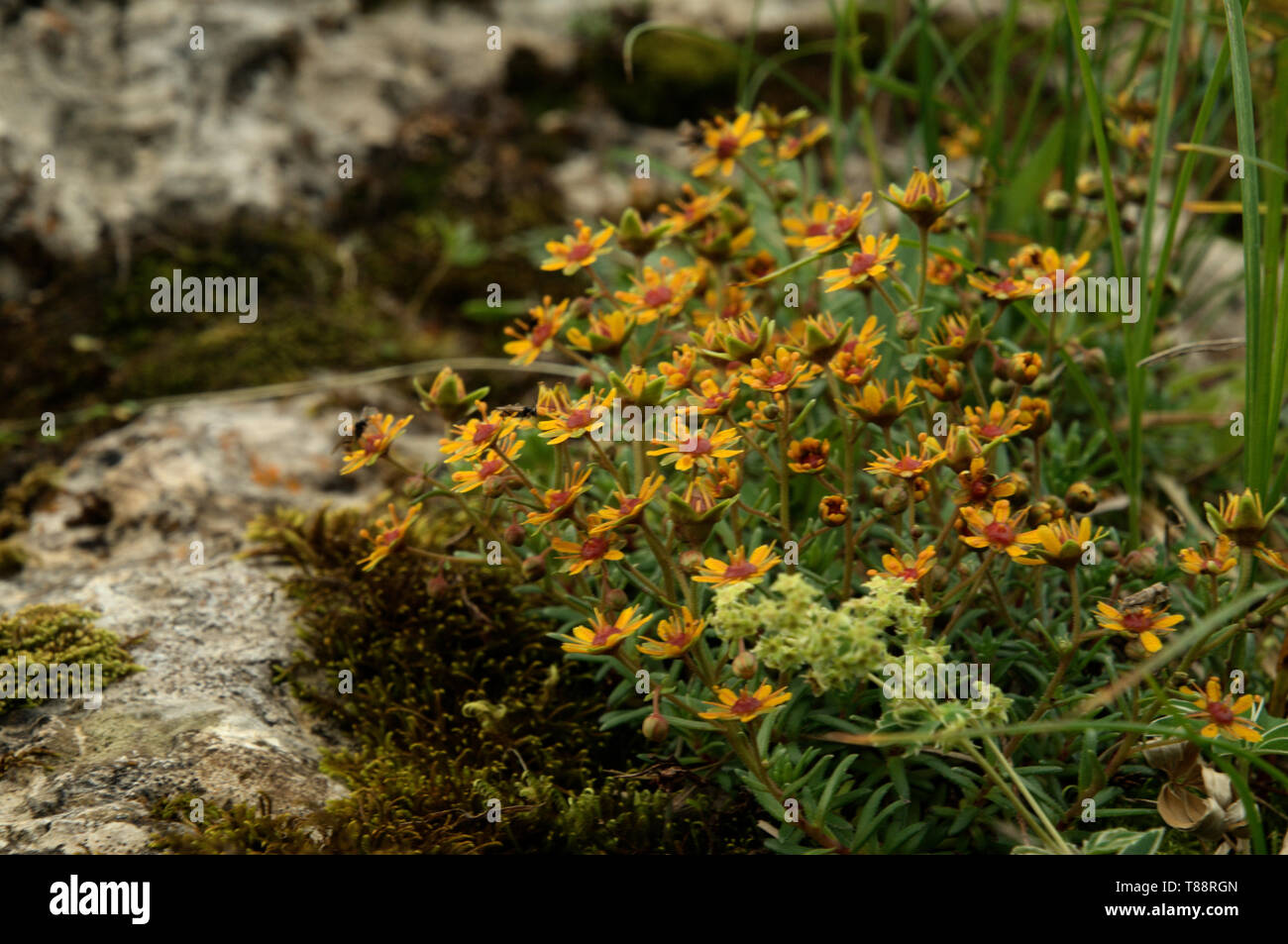 Senecio abrotanifolius; alpine groundsel on the Hoher Kasten Stock Photo