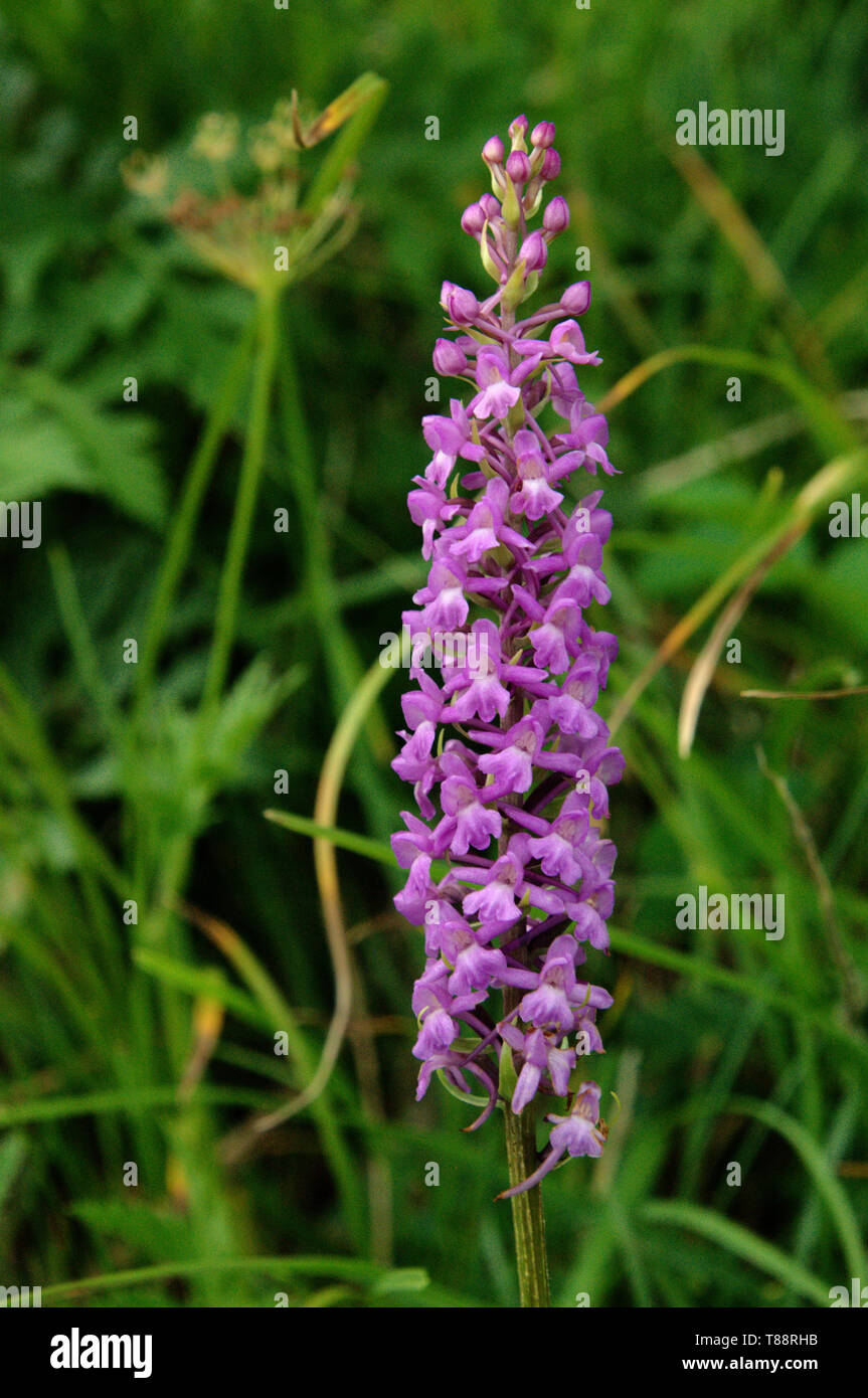 Marsh fragrant orchid in alpine meadow Stock Photo