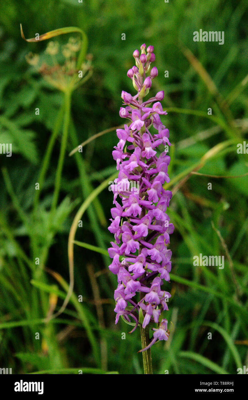 Marsh fragrant orchid in alpine meadow Stock Photo
