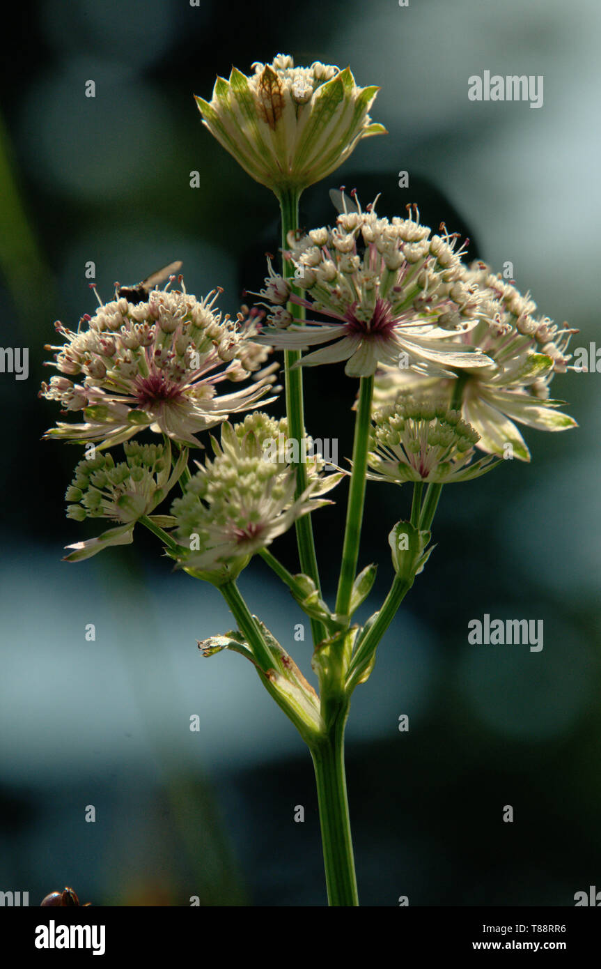 Atrantia major; great masterwort growing on the meadows of the Hoher  Kasten, Swiss Alps Stock Photo - Alamy