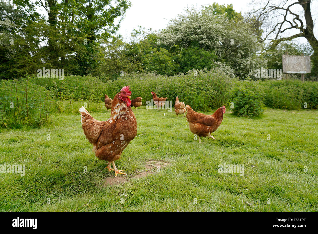 Free range poultry chicken farm free range hen farm Stock Photo Alamy