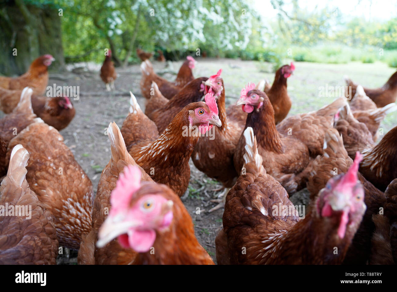 Free range poultry chicken farm free range hen farm Stock Photo Alamy