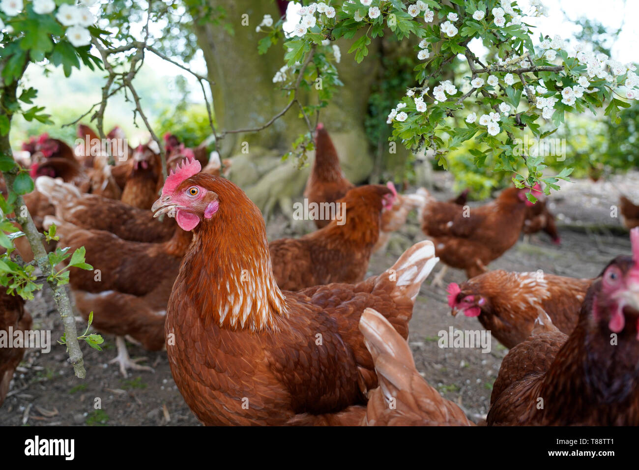 Free range poultry chicken farm free range hen farm Stock Photo Alamy