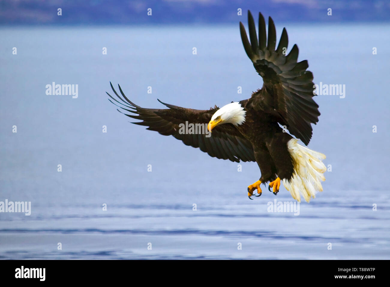 American Bald Eagle with spread wings ready to catch a fish Stock Photo