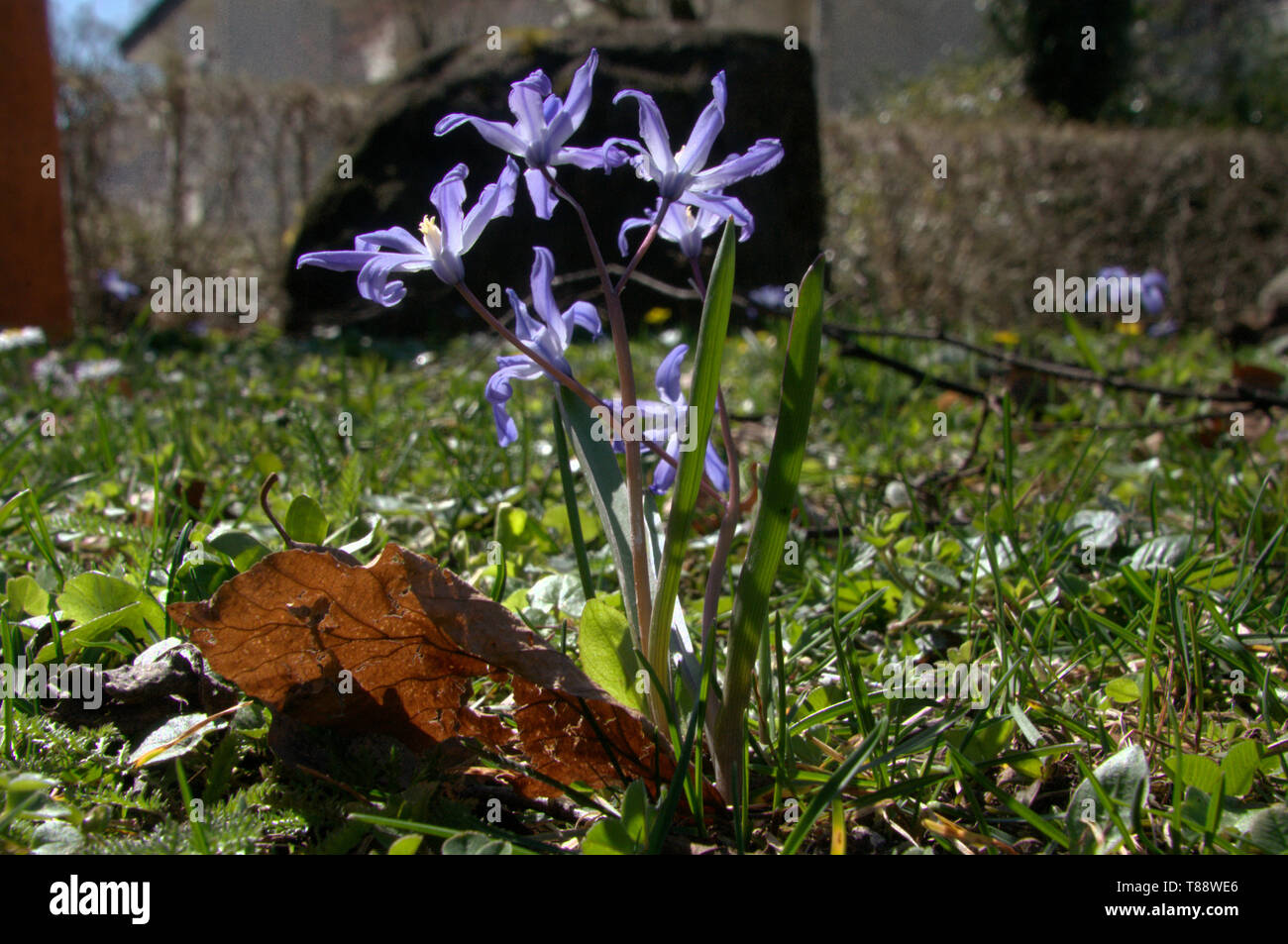 Chionodoxa sp.; glory-of-the-snow flowering on a Spring lawn in Munich Stock Photo