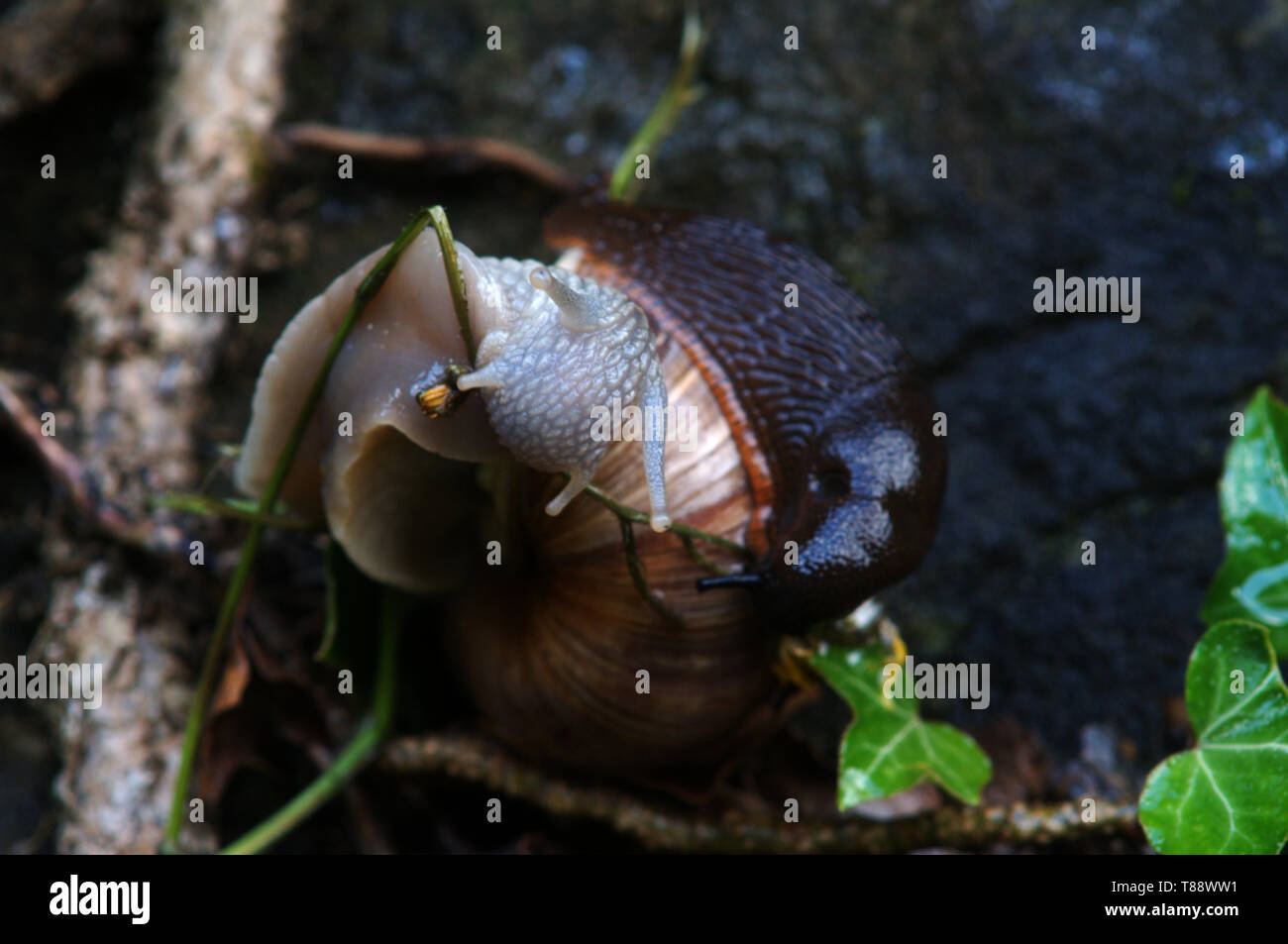 Helix pomatia, common names the Roman snail, Burgundy snail, edible