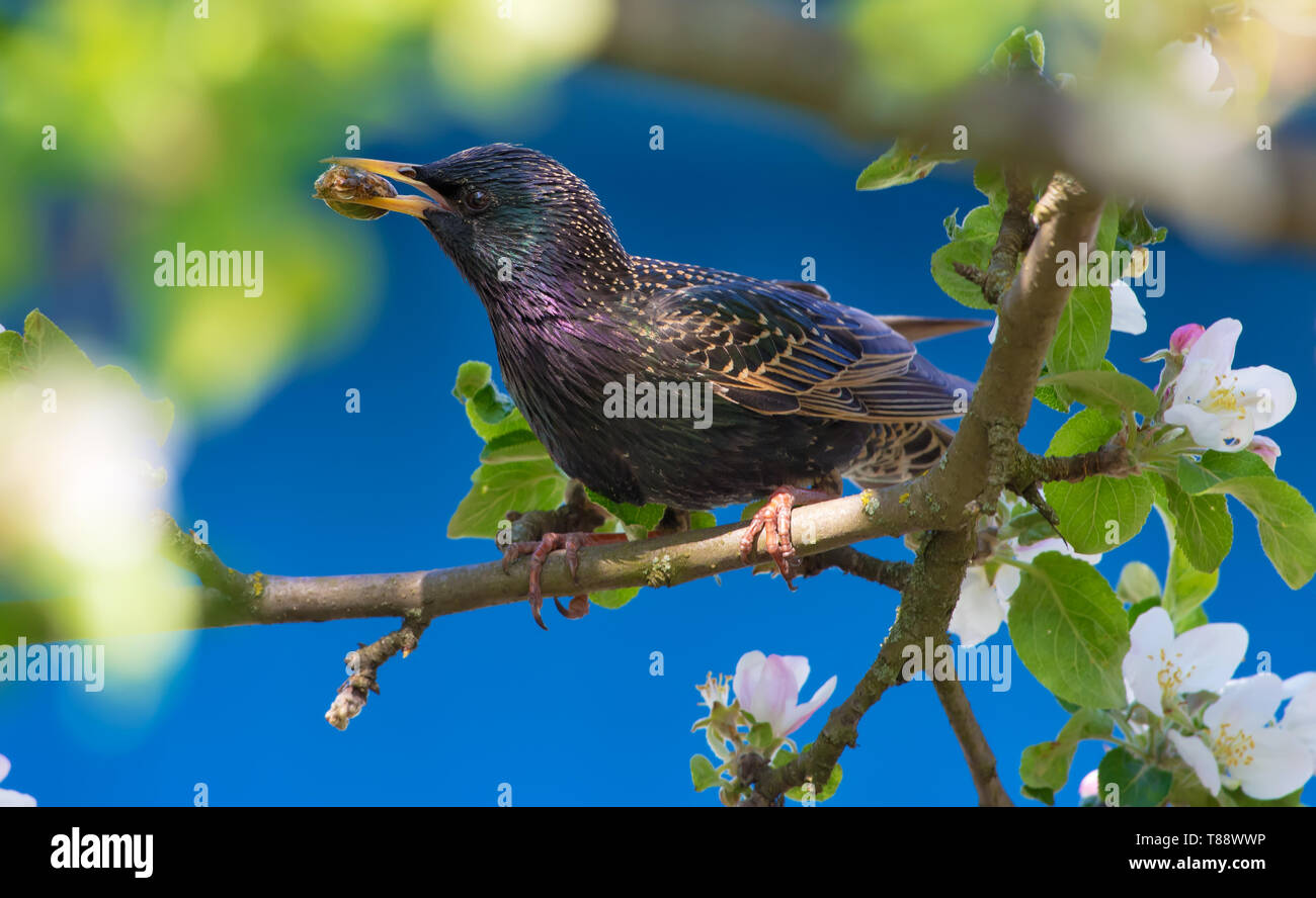 Common starling sits between apple tree branches with food for chicks Stock Photo