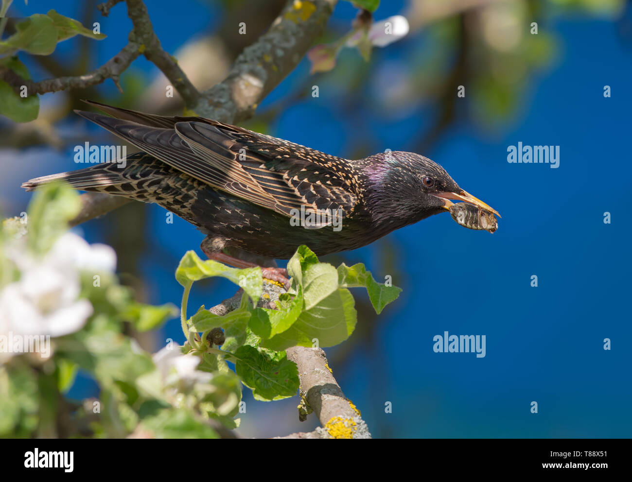 Common starling perched on blossoming apple tree with chafer in beak Stock Photo