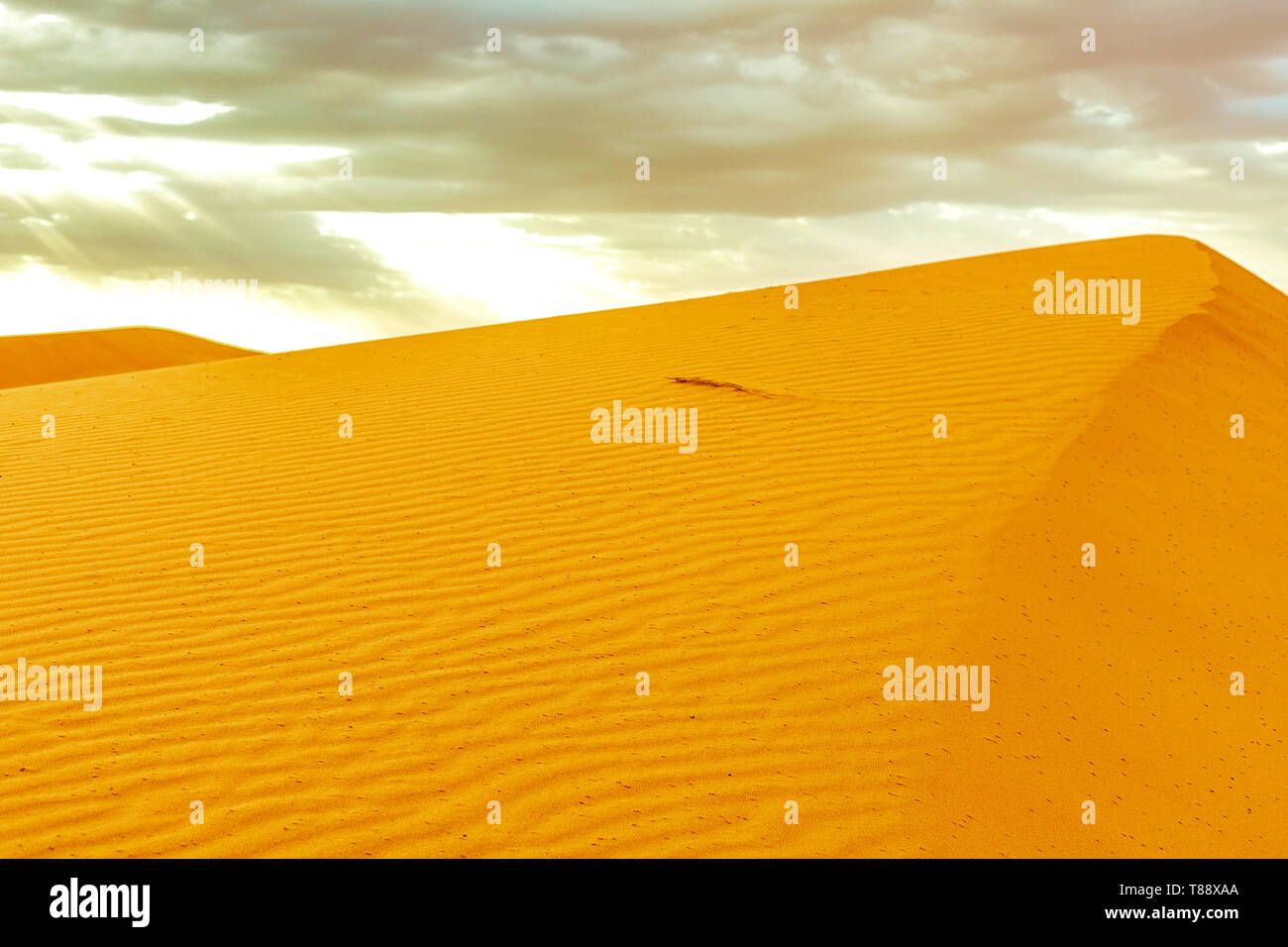 Beautiful sand dunes at sunrise in the Sahara Desert. The sun's rays ...