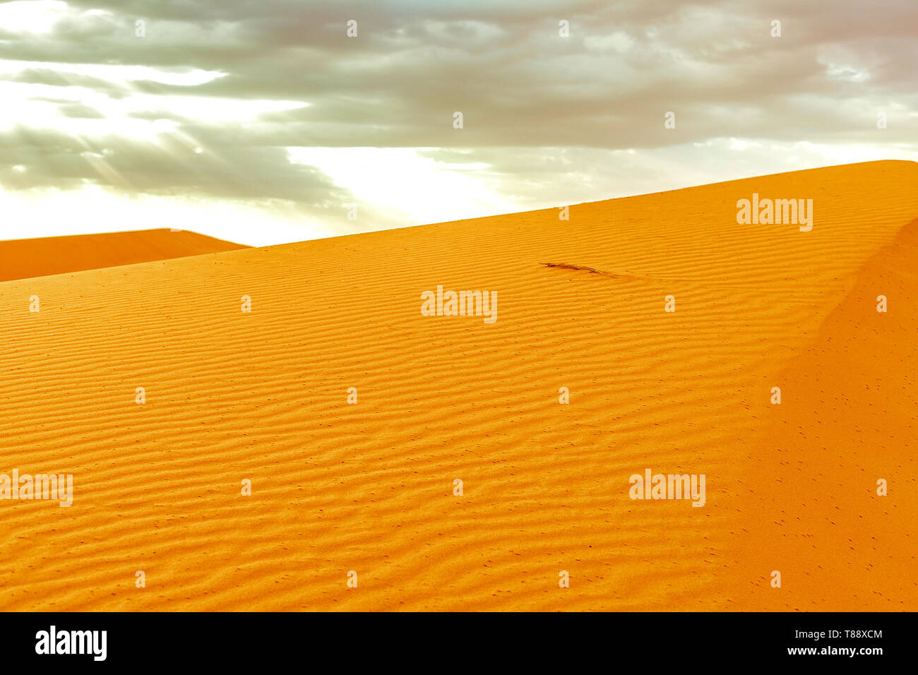 Beautiful sand dunes at sunrise in the Sahara Desert. The sun's rays ...