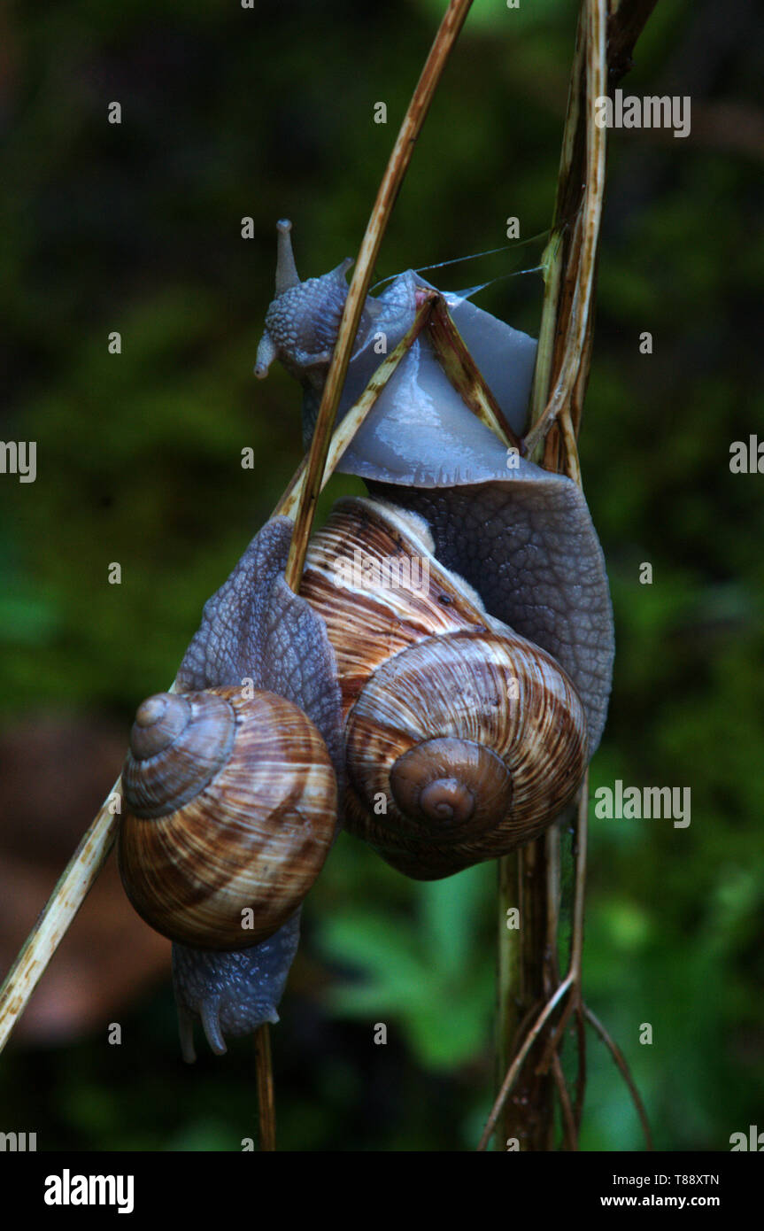 Edible snails climbing among plant stems in the Swiss village of
