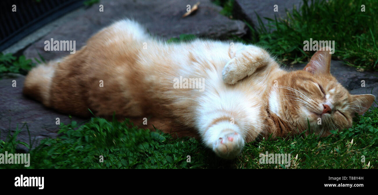 Cat yoga; ginger tom in impossible position, sleeping on lawn Stock Photo
