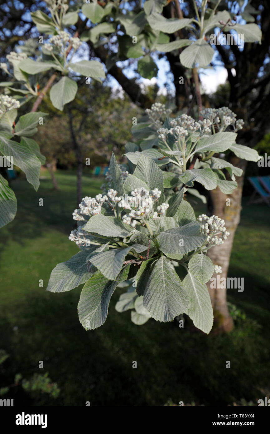 Sorbus aria. Whitebeam tree in springtime, buds forming among new leaves Stock Photo