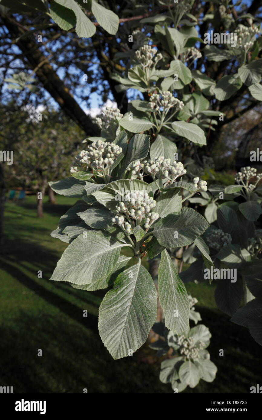 Sorbus aria. Whitebeam tree in springtime, buds forming among new leaves Stock Photo