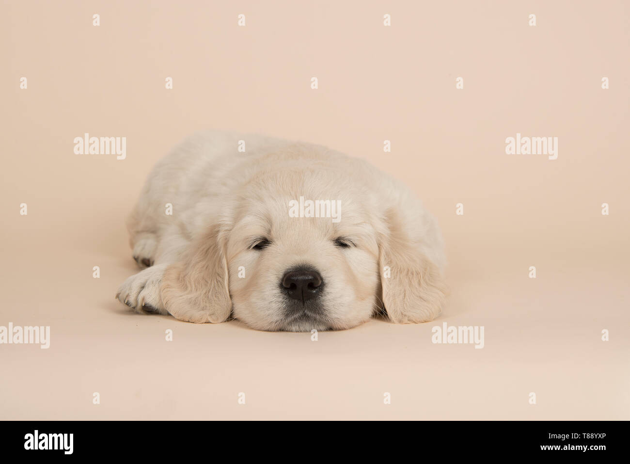 Cute golden retriever puppy lying down sleeping on a sand colored ...