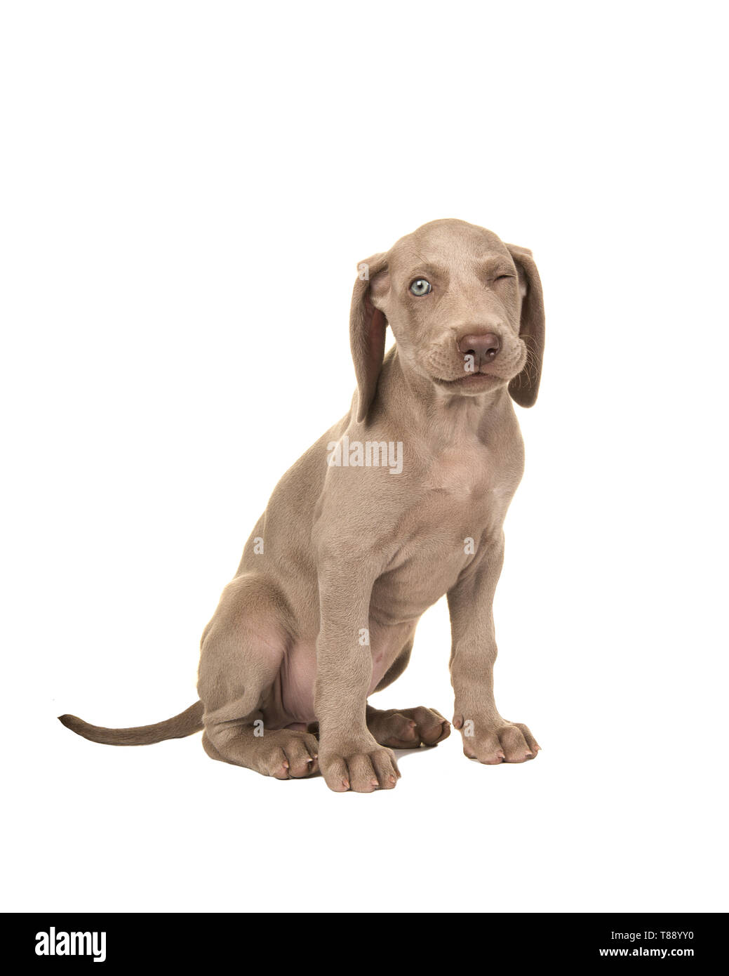 Cute sitting winking weimaraner puppy with blue eyes isolated on a white background Stock Photo