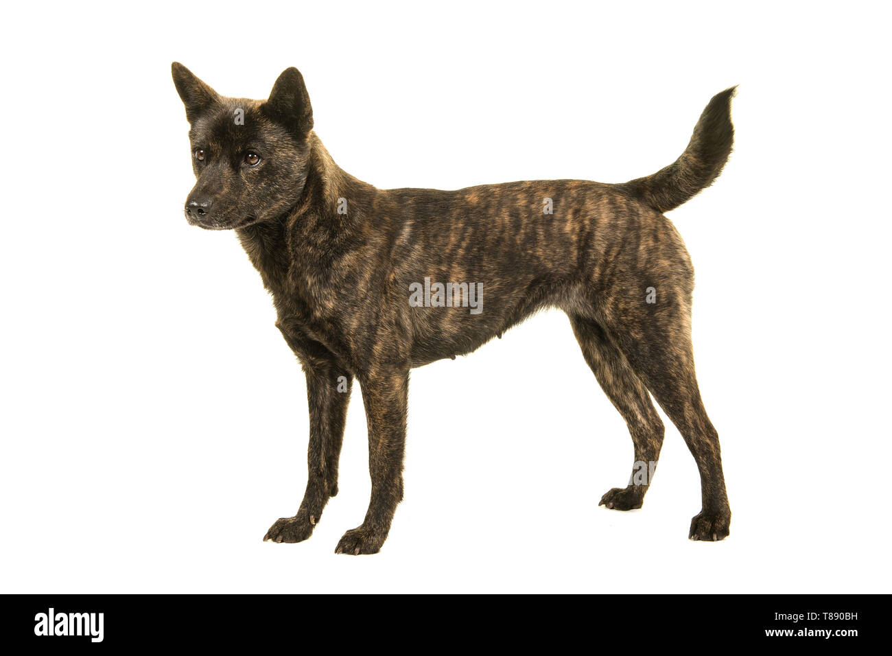 Female Kai Ken dog the national japanese breed standing seen from the side  isolated on a white background Stock Photo - Alamy