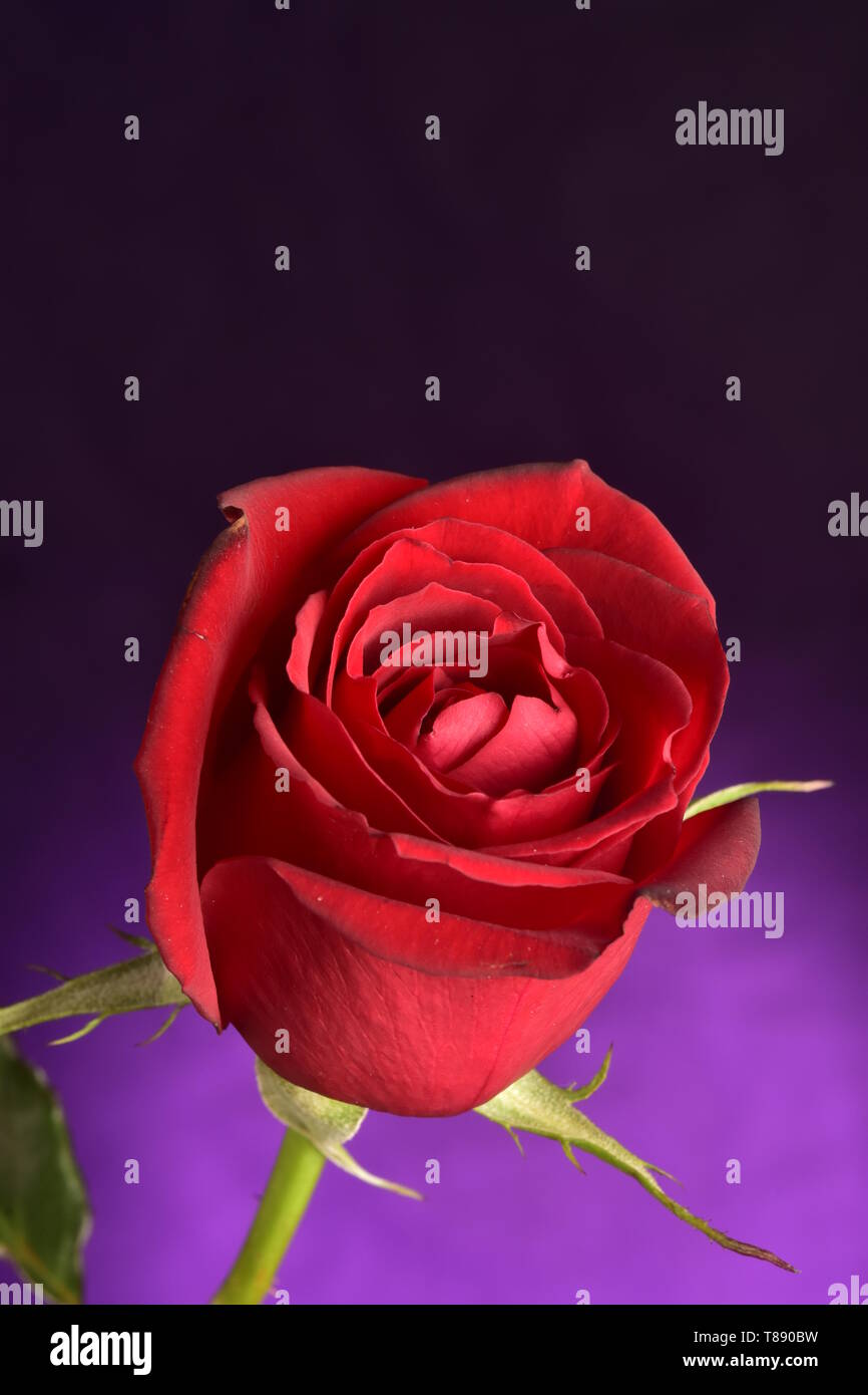 Rose flower with blue background Stock Photo - Alamy
