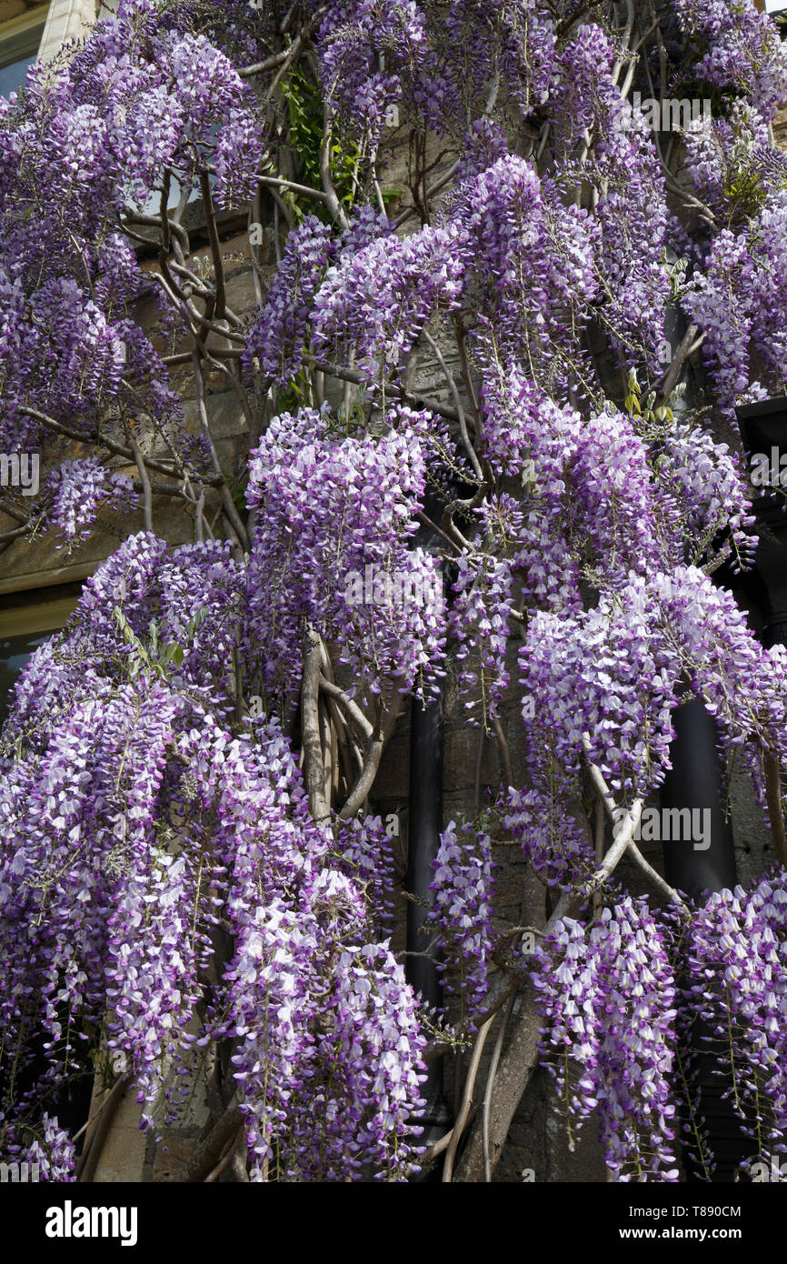 Chinese Wisteria Sinensis, creeping twiner or climber. Stock Photo