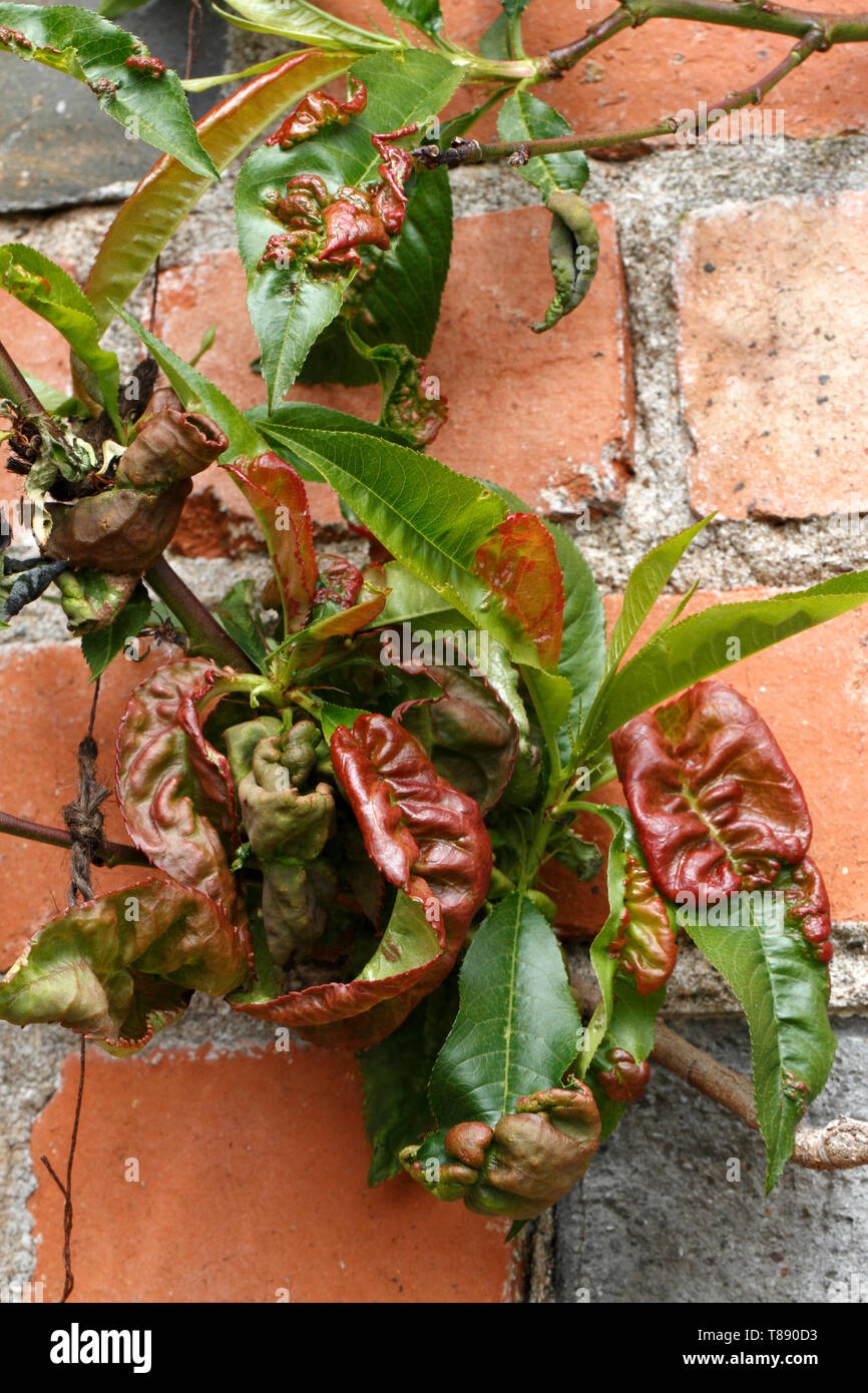 Peach leaf curl damage on a peach or nectarine tree Stock Photo Alamy