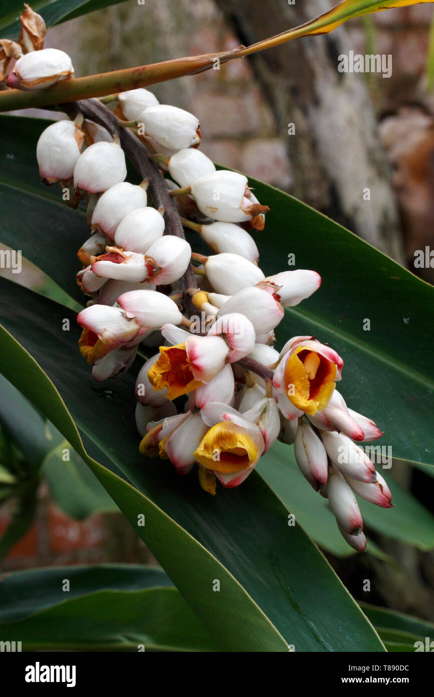 exotic red yellow and white tropical flowers. Alpinia speciosa, shell ginger, Alpinia zerumbet Stock Photo