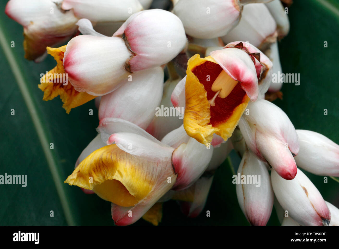 exotic red yellow and white tropical flowers. Alpinia speciosa, shell ginger, Alpinia zerumbet Stock Photo