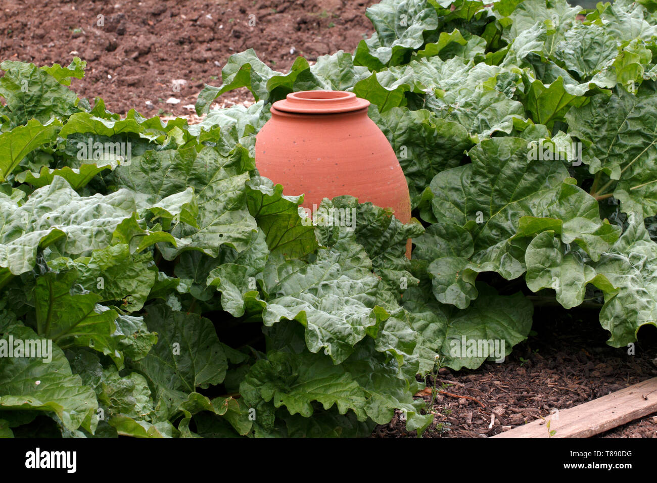 Pottery Rhubarb forcing pot with lid amongst a crop of Rhubarb. Stock Photo