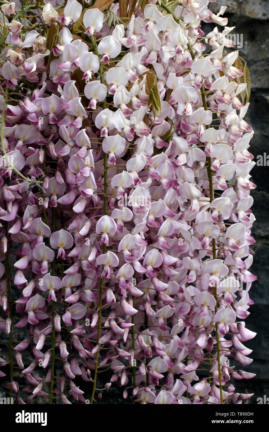 Pink Wisteria. Chinese wisteria inflorescences, (Wisteria sinensis floribunda), Stock Photo