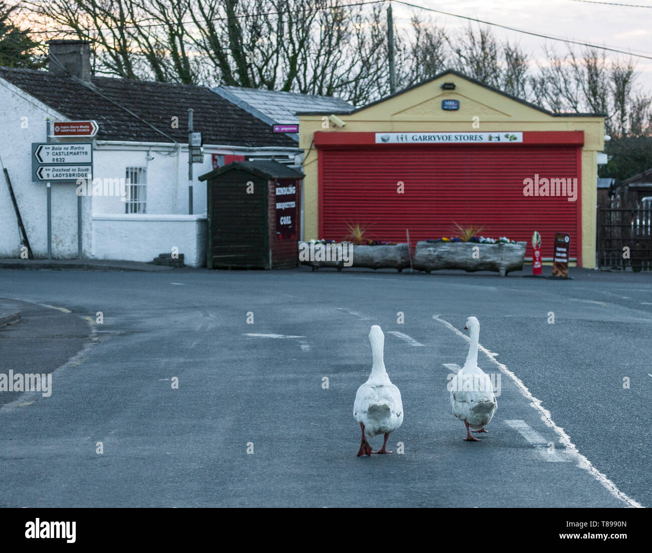 Garryvoe, Cork, Ireland. 12th May, 2019. A pair of Geese take a walk and a  gander around the roads in Garryvoe, Co. Cork, Ireland. Credit: David Creedon/Alamy Live News Stock Photo