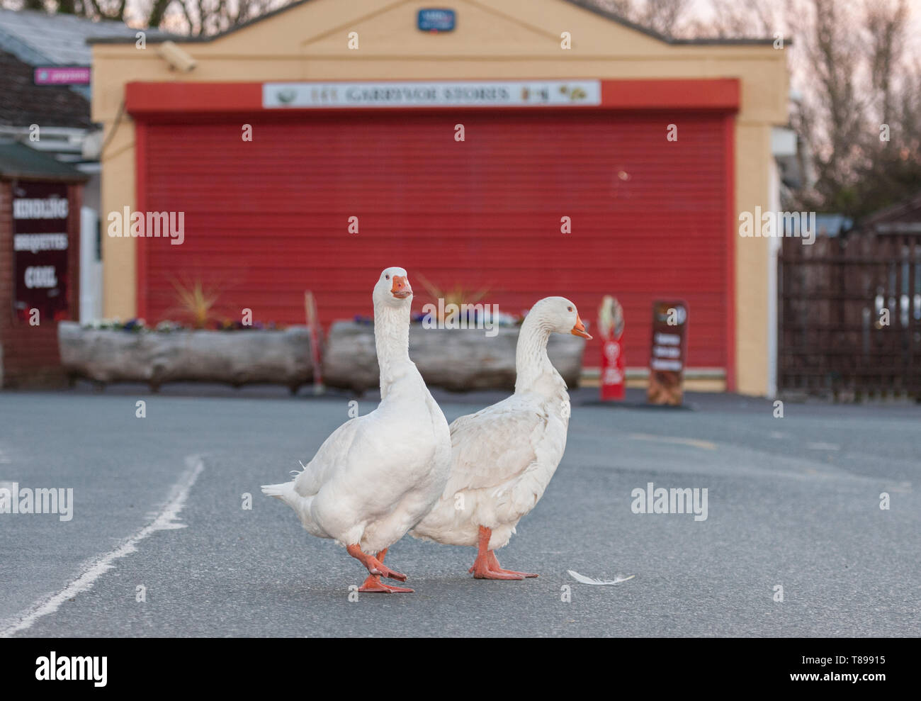 Garryvoe, Cork, Ireland. 12th May, 2019. A pair of Geese take a walk and a  gander around the roads in Garryvoe, Co. Cork, Ireland. Credit: David Creedon/Alamy Live News Stock Photo