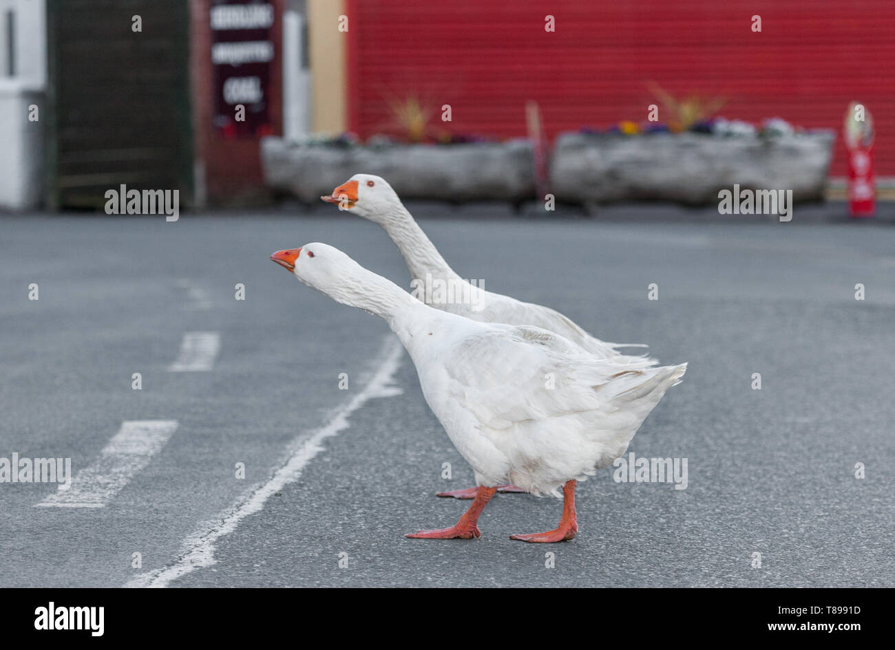 Garryvoe, Cork, Ireland. 12th May, 2019. A pair of Geese take a walk and a  gander around the roads in Garryvoe, Co. Cork, Ireland. Credit: David Creedon/Alamy Live News Stock Photo