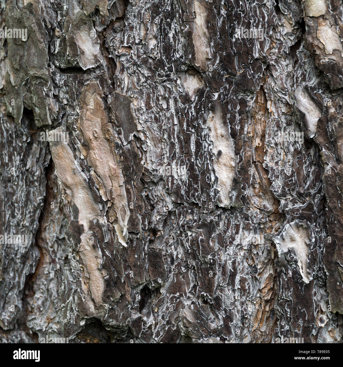 The bark structure of the old oak. Natural material texture or brown background. Stock Photo