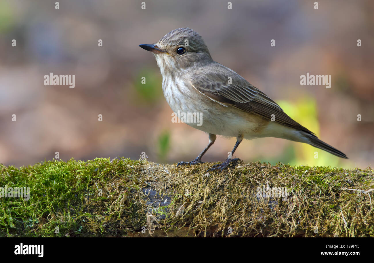 Spotted Flycatcher perched on a mossy branch near a pond in forest Stock Photo
