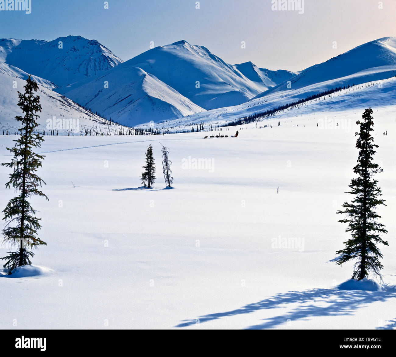 Dog sled team in the endless wilderness of the Gates of the Arctic National Park and Reserve within the Brooks Range northwest of the gold rush commun Stock Photo