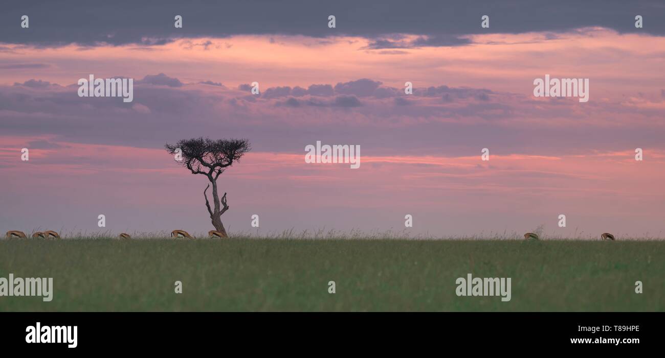 Kenya, Narok County, Masai Mara National Reserve, bush landscape at sunset Stock Photo