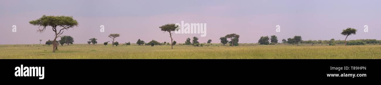 Kenya, Narok County, Masai Mara National Reserve, bush landscape Stock Photo