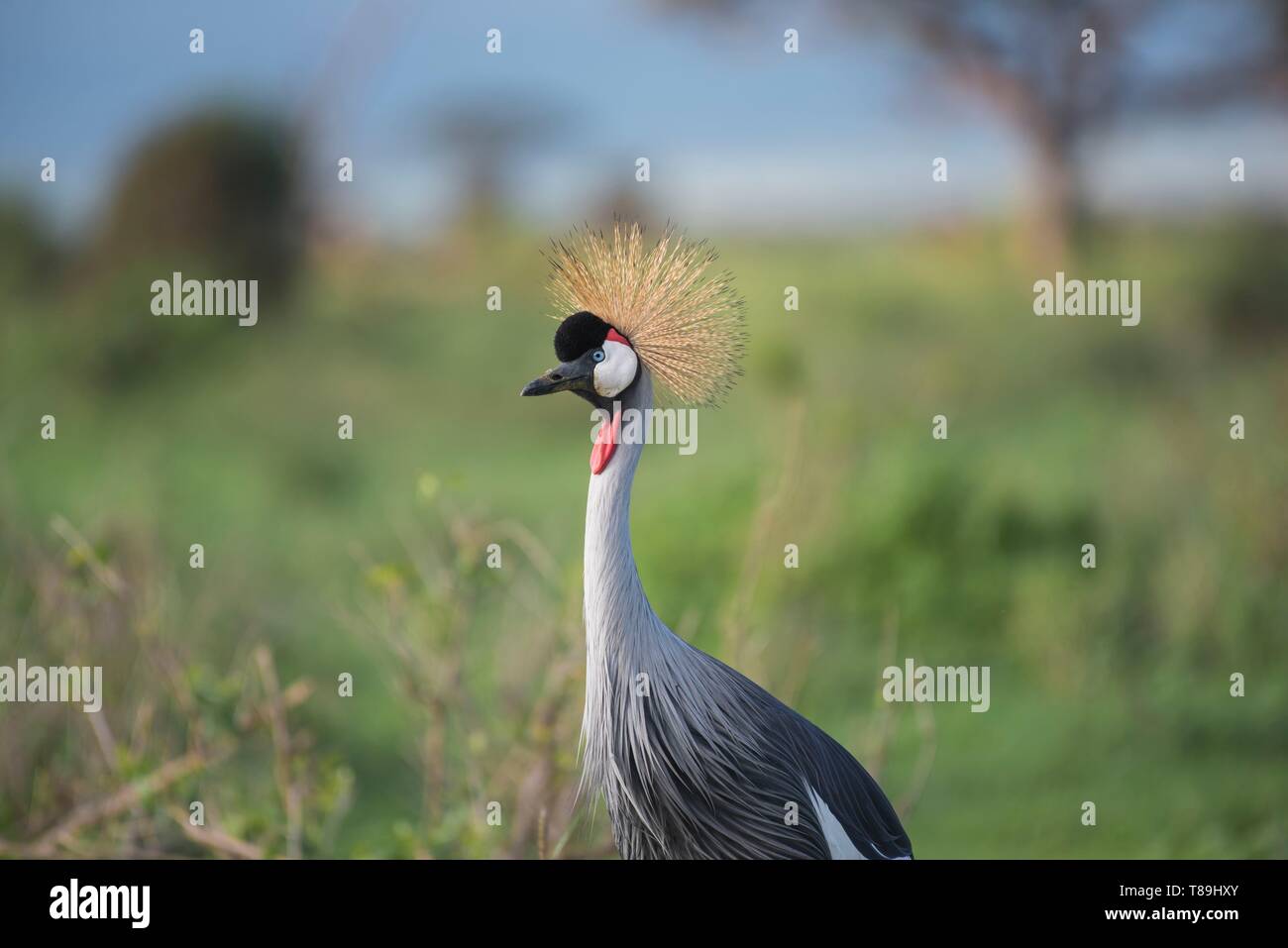 Kenya, Kajialo County, Amboseli National Park, grey crowned crane (endangered specy) Stock Photo
