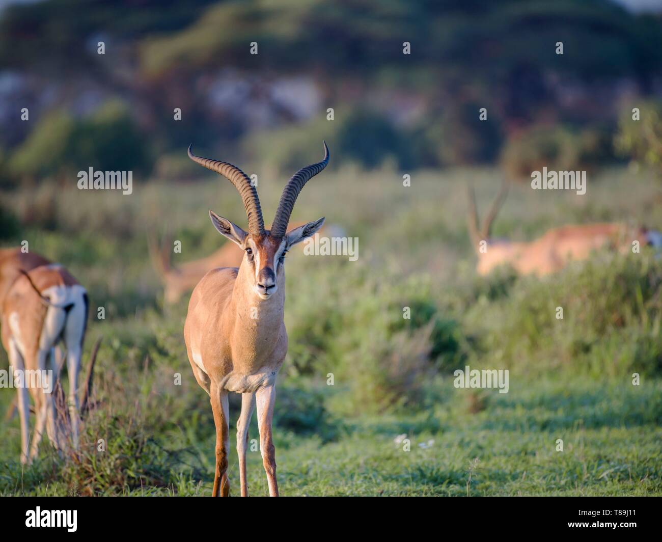 Kenya, Kajialo County, Amboseli National Park, Grant's gazelle Stock Photo