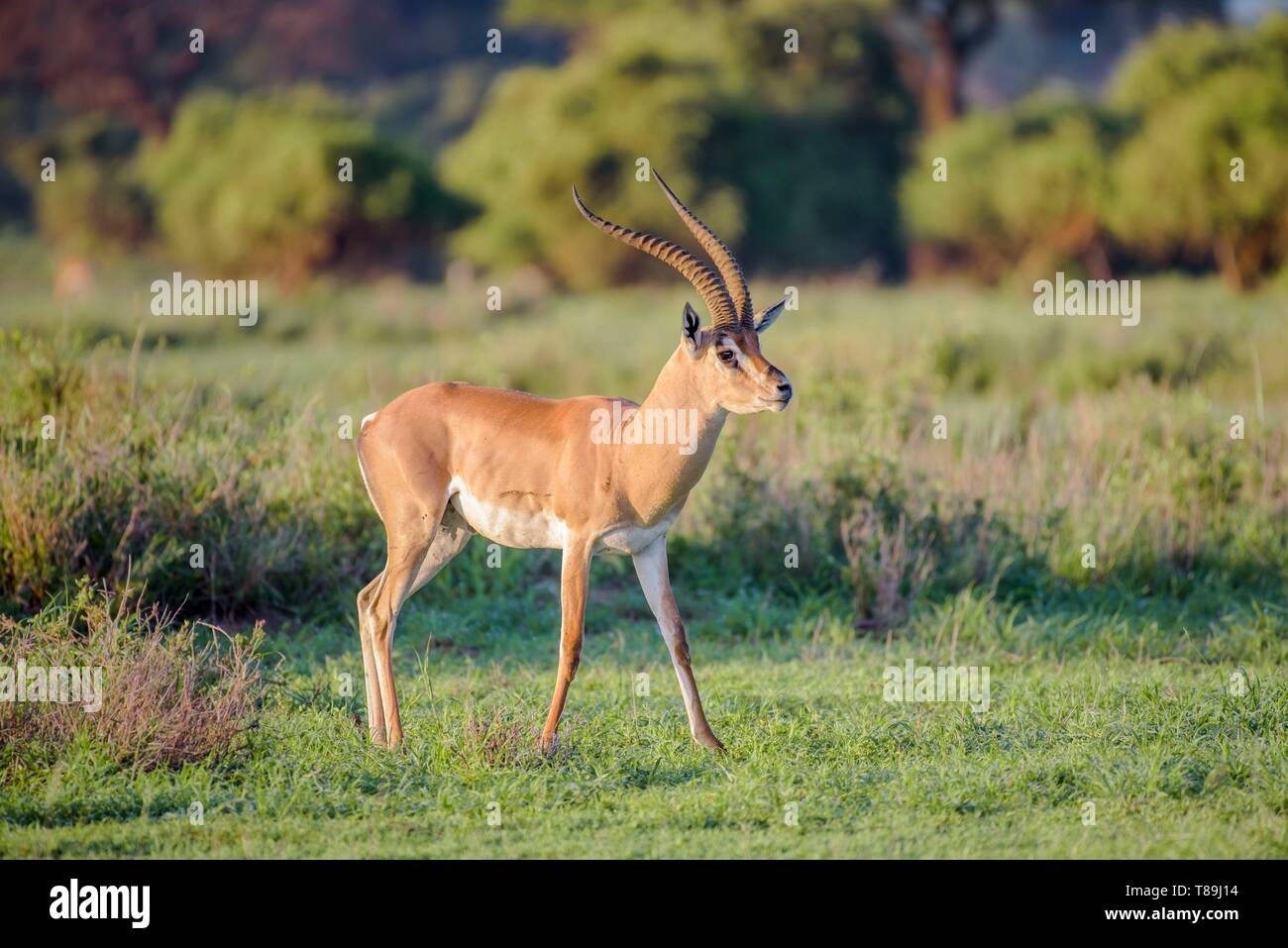 Kenya, Kajialo County, Amboseli National Park, Grant's gazelle Stock Photo