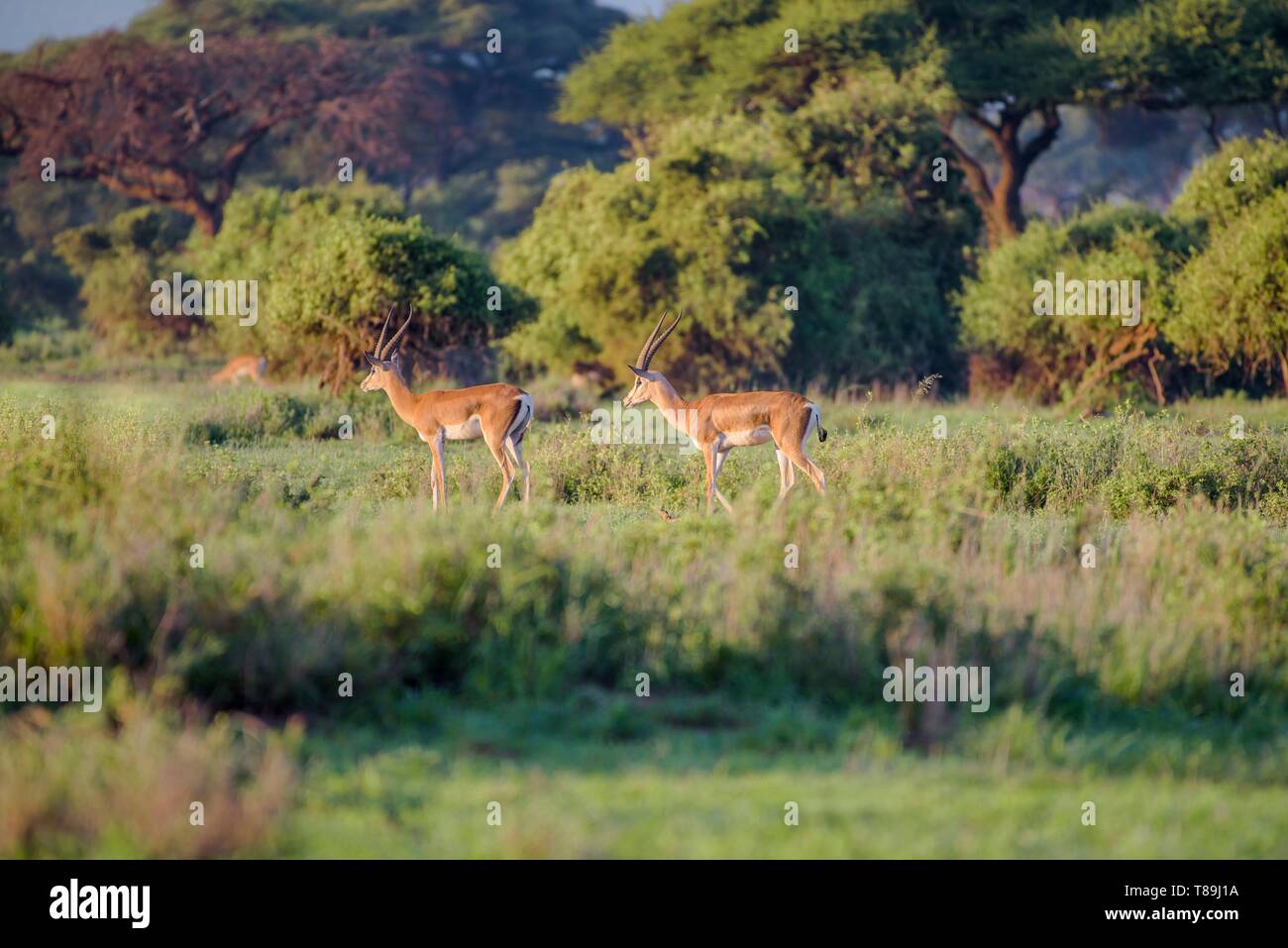 Kenya, Kajialo County, Amboseli National Park, Grant's gazelle Stock Photo