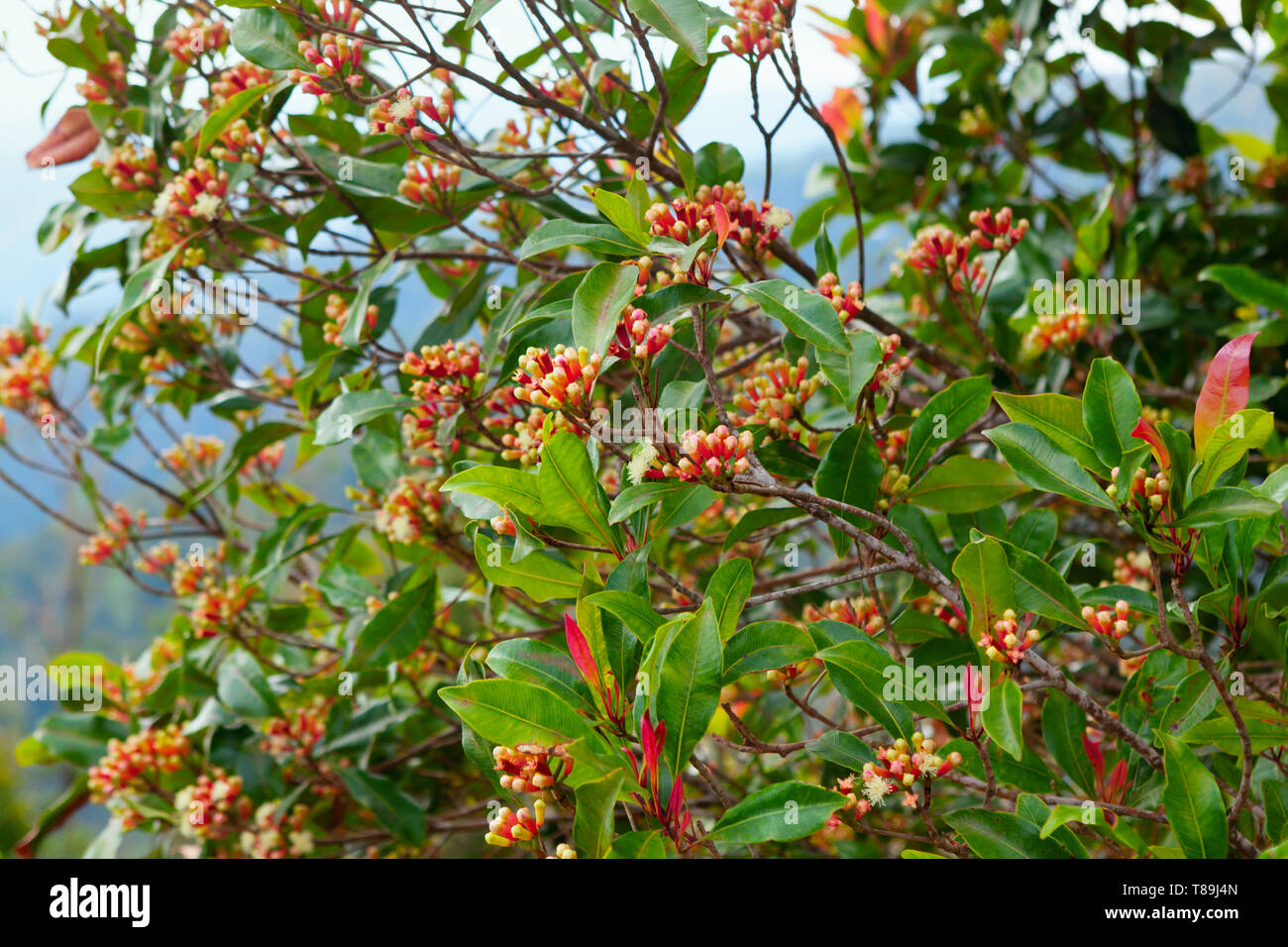 Cloves Clove Tree Syzygium Aromaticum Hi Res Stock Photography And Clove Tree With Blooming Flowers Fresh Green Leaves And Red Raw Buds Growing In Indonesia Tropical Plants Natural Food Spices Producing T89J4N